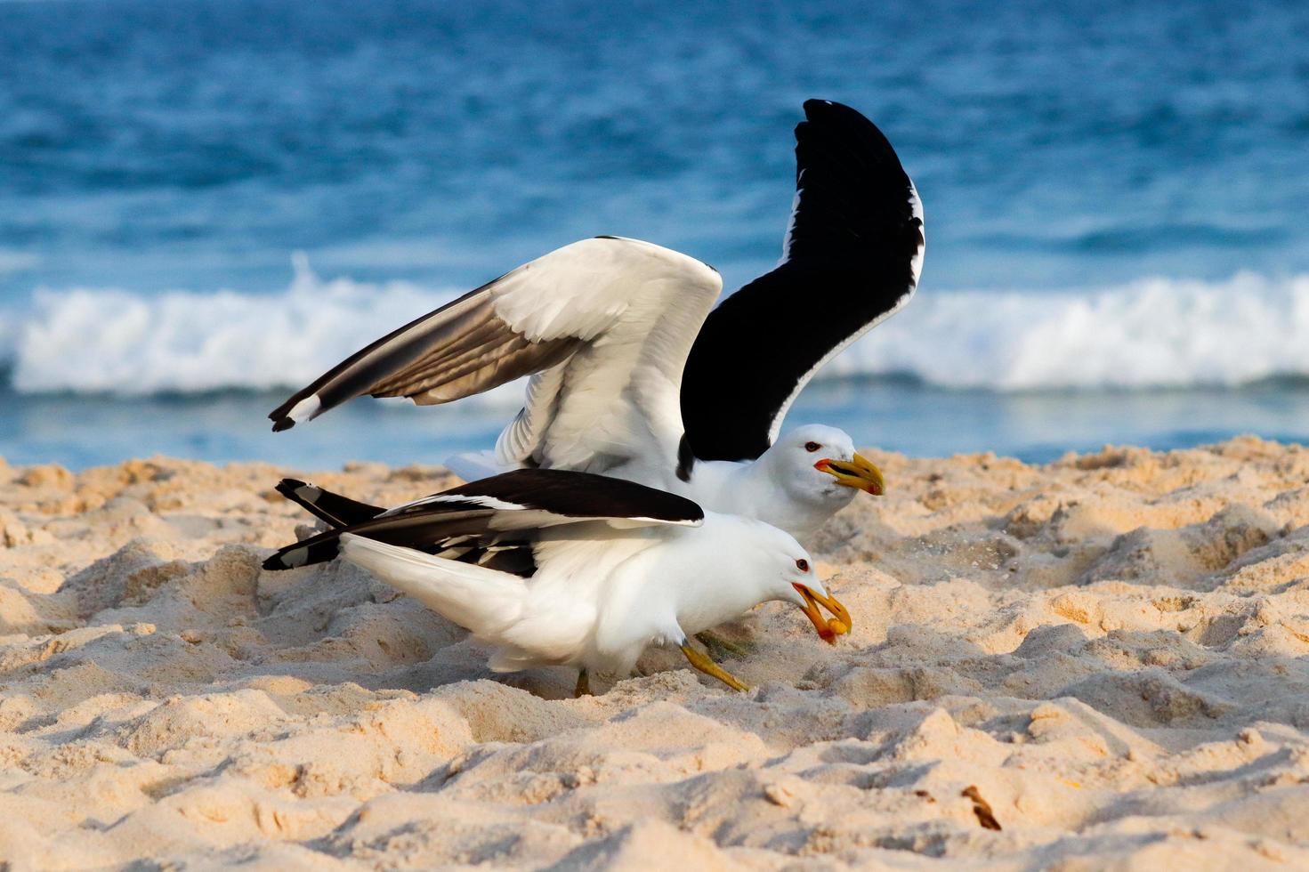 Rio de Janeiro, RJ, Brazil, 2022 - Seagulls on Grumari Beach, one of the wildest beaches in Rio de Janeiro photo