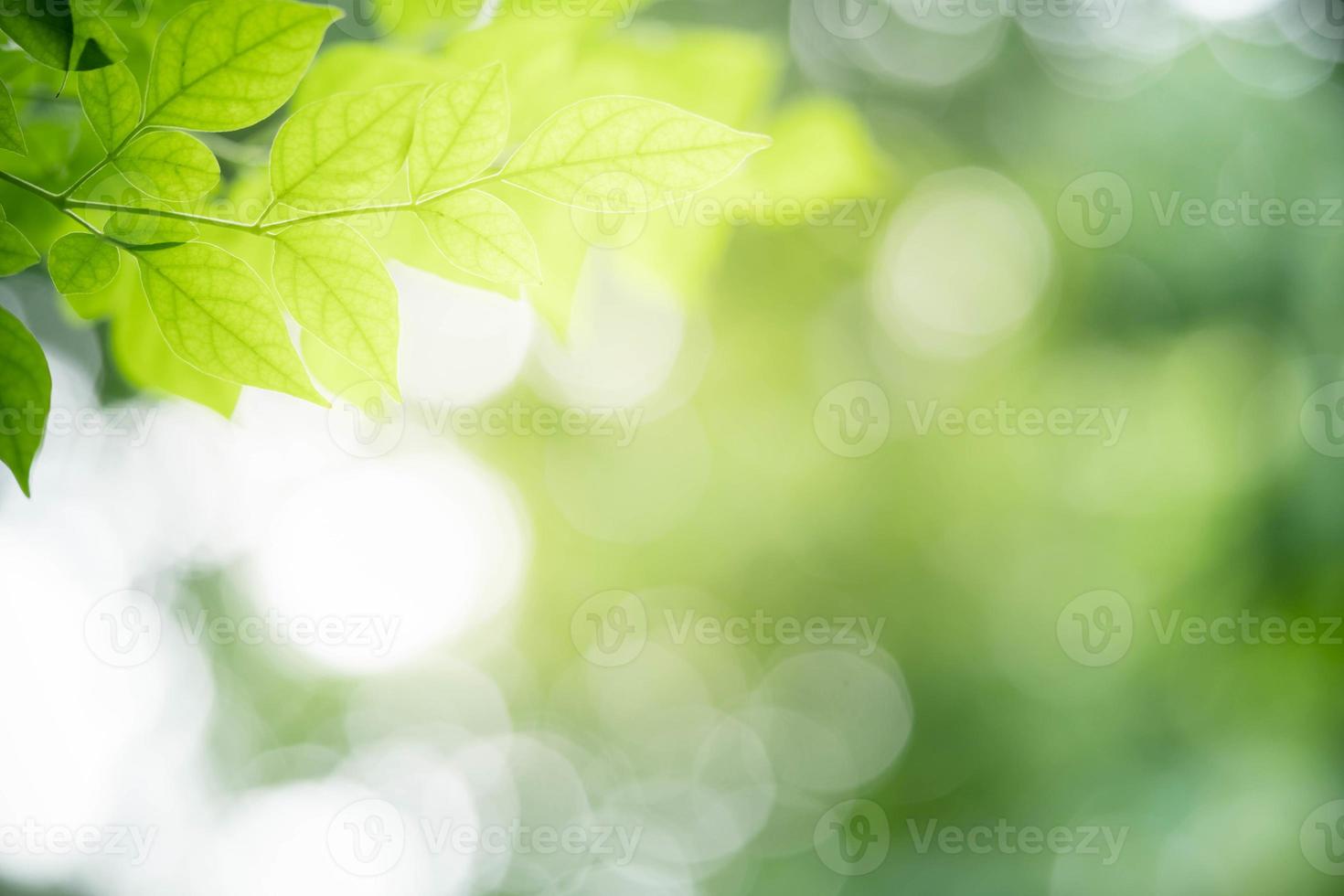 Gorgeous nature view of green leaf on blurred greenery background in garden. Natural green leaves plants used as spring background cover page greenery environment ecology lime green wallpaper photo