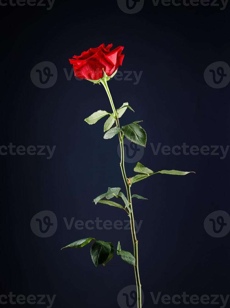 Beautiful red rose on a black background. photo