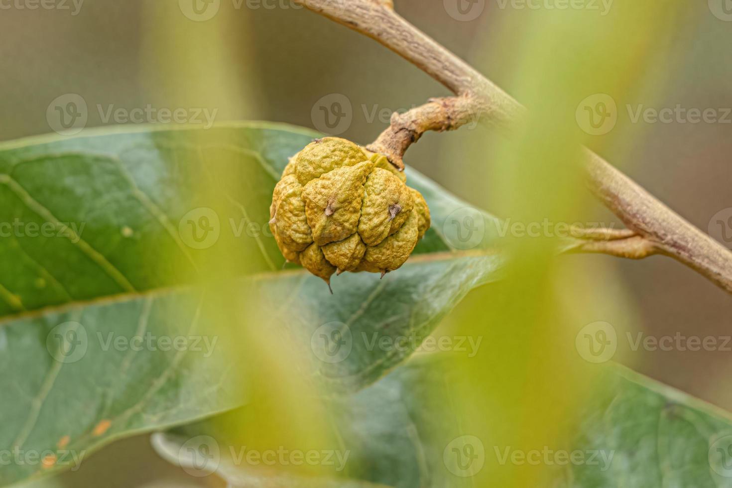 Small Wild Fruit photo