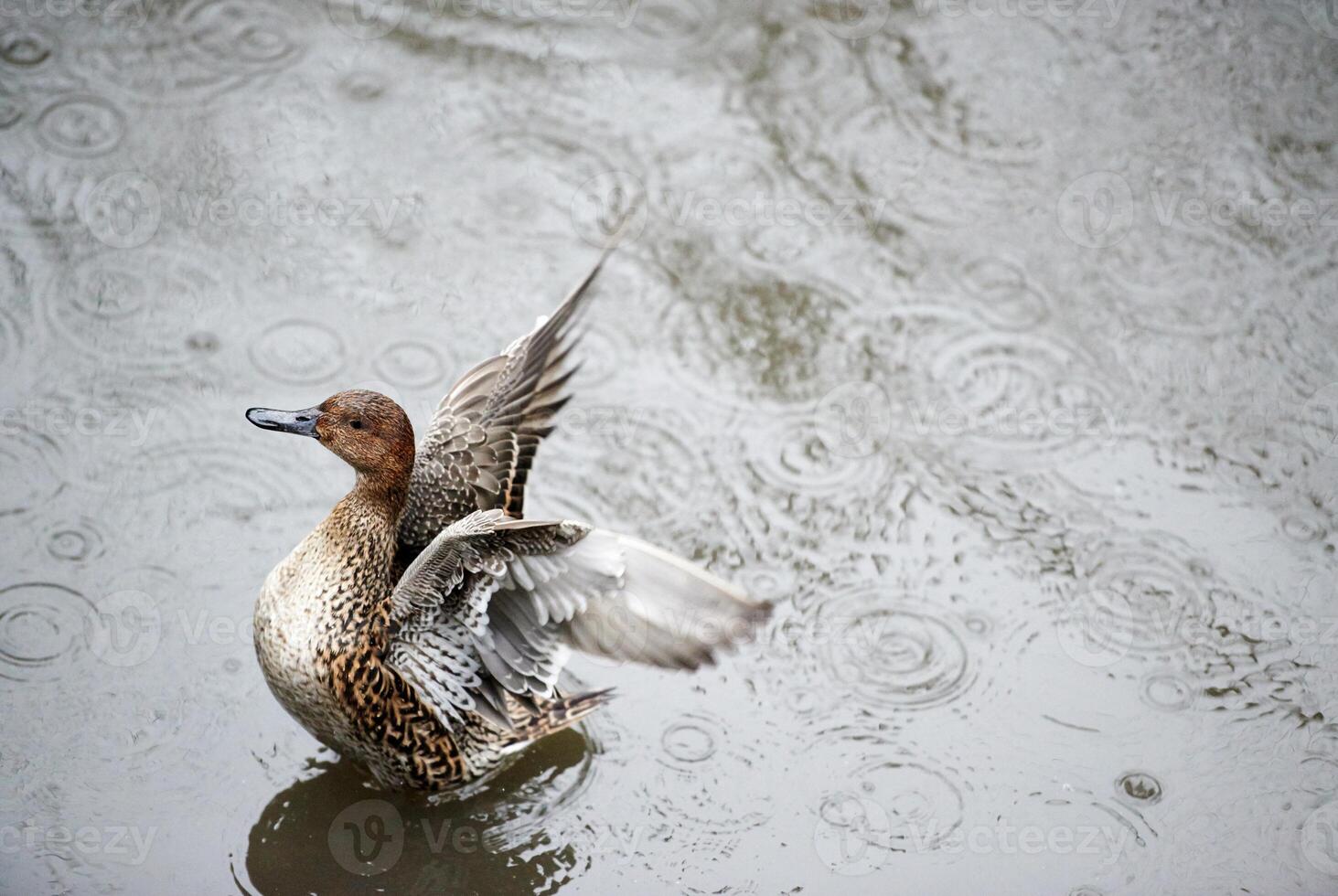 November rain animal flood photo