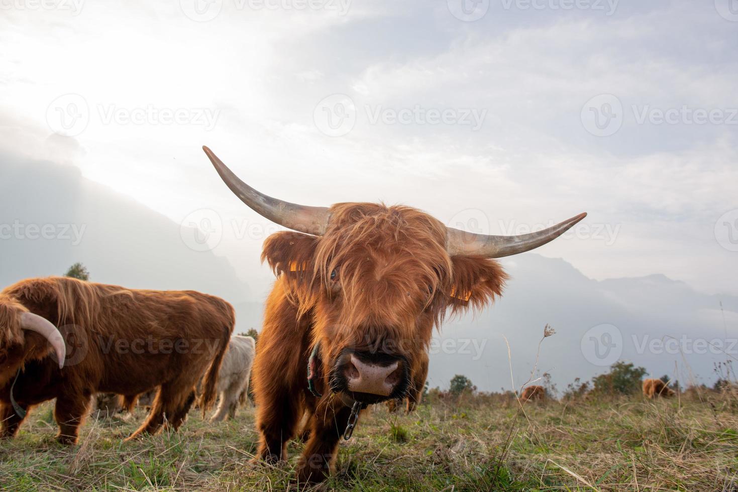 Highlanad cattle breed is known for its rusticity photo
