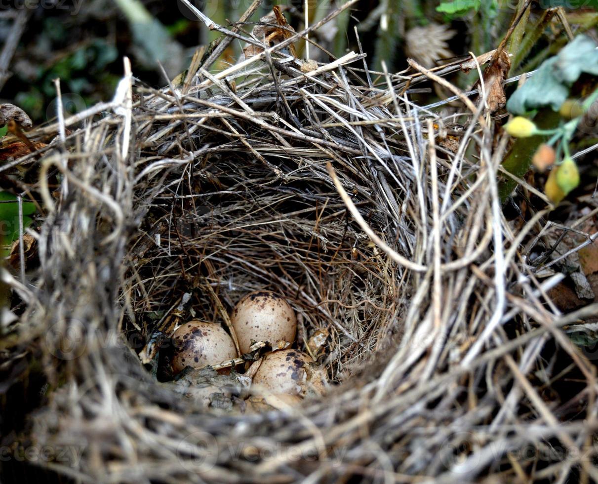 nido de pájaro salvaje con huevos foto