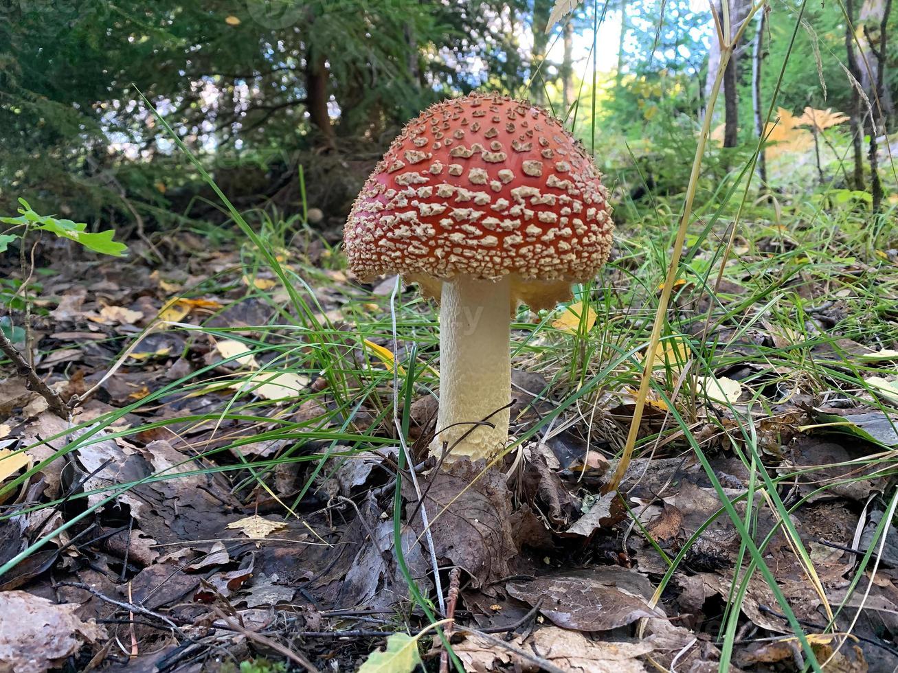 Red fly toxic agaric mushroom closeup 1 photo