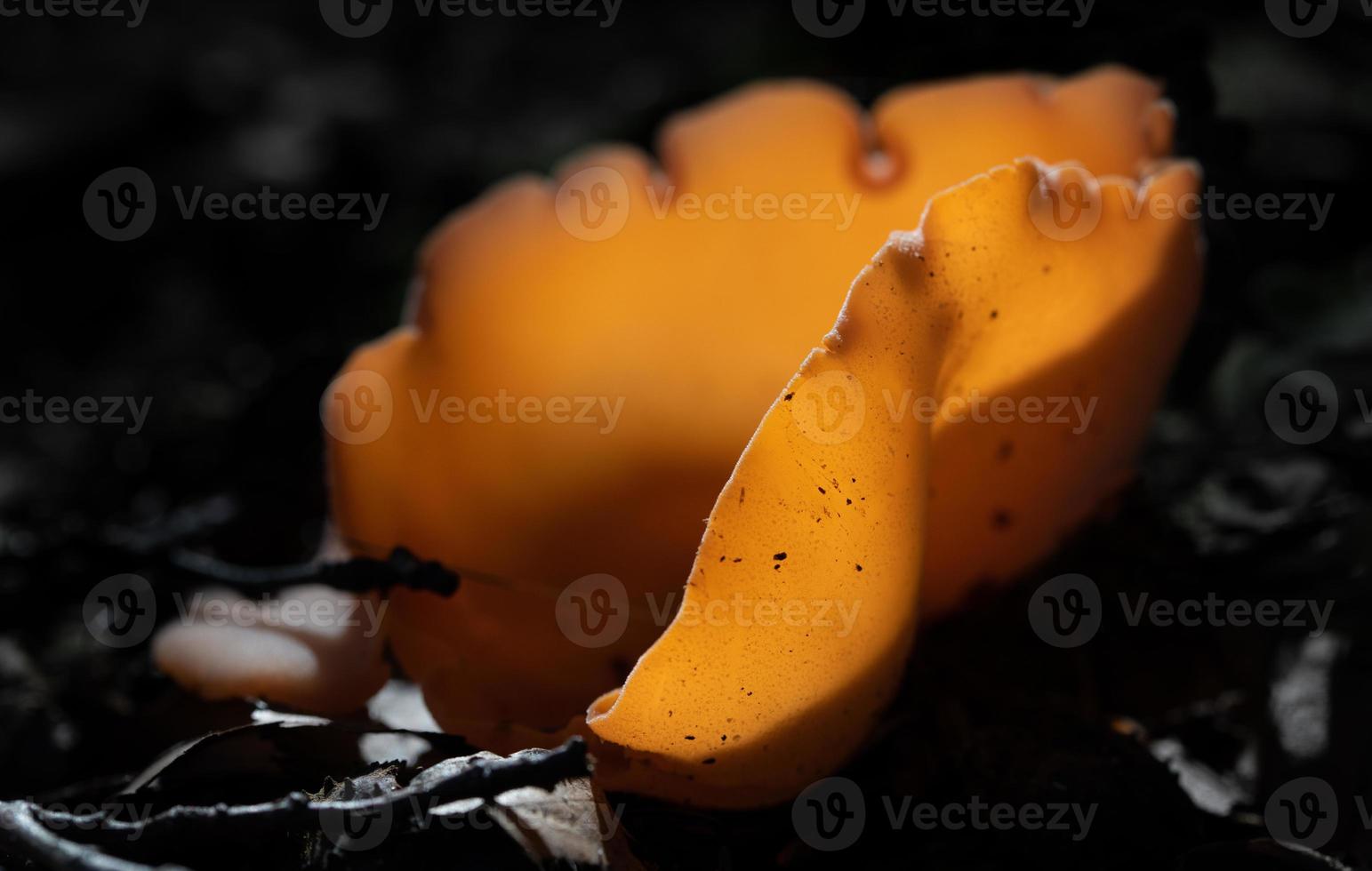 Close up of a mushroom in the forest. The mushroom is orange and shaped like a bowl. It grows on the damp dark soil. The sun shines through the thin walls of the mushroom. photo
