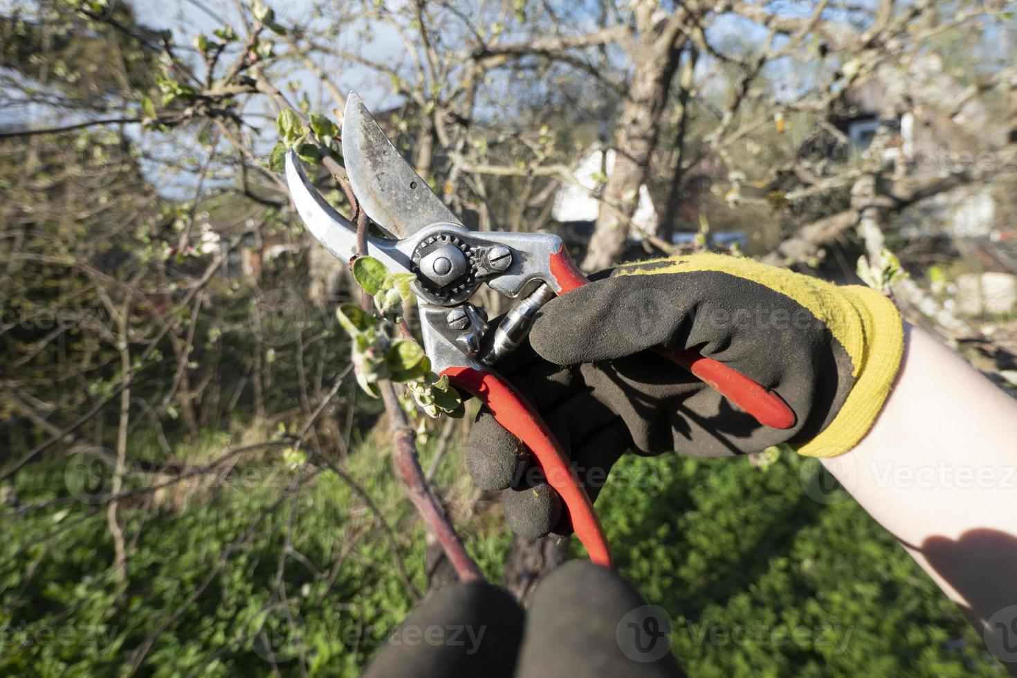 Pruning pear branches pruners. Trimming the tree with a cutter. Spring