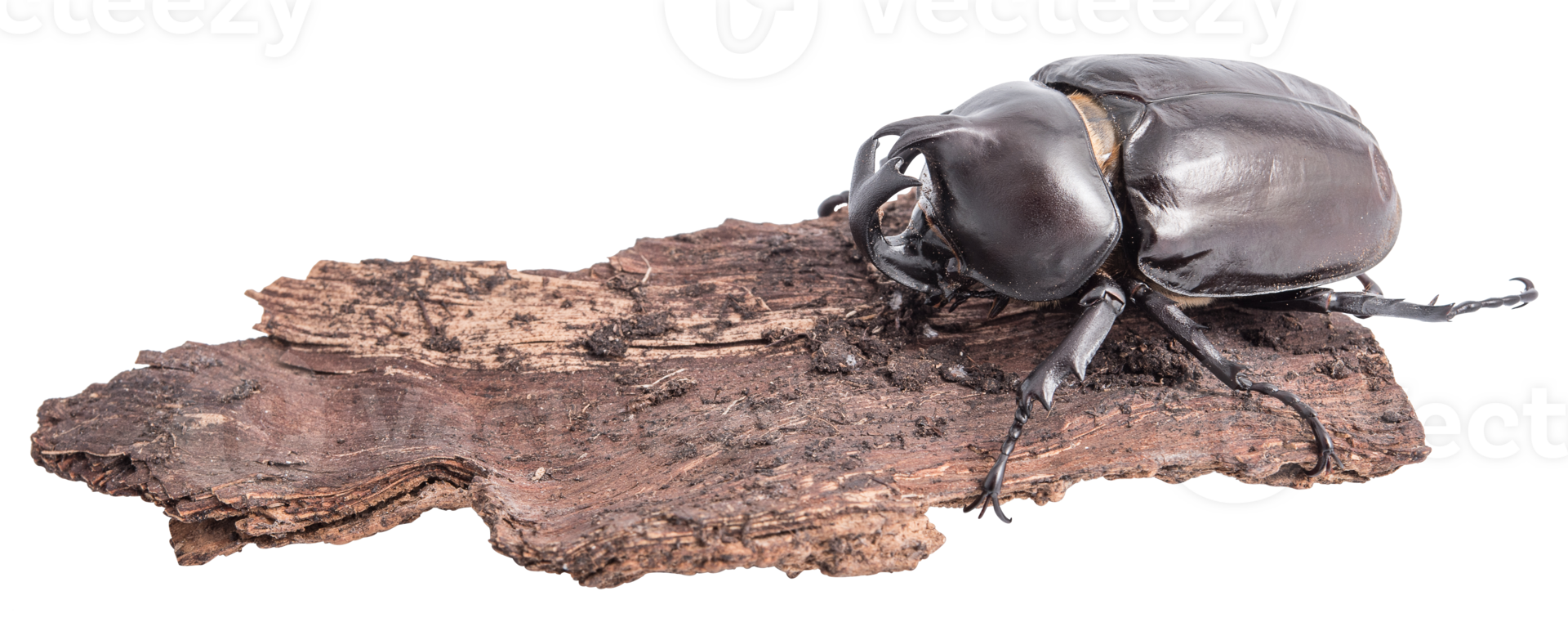 Rhinoceros beetle isolated png