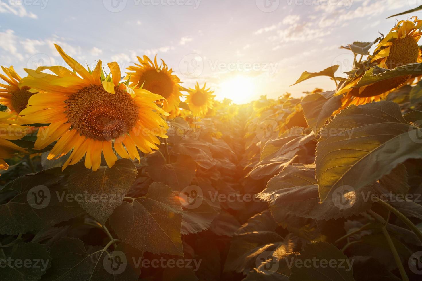 campo de girasol en el fondo de la puesta de sol de la tarde. foto