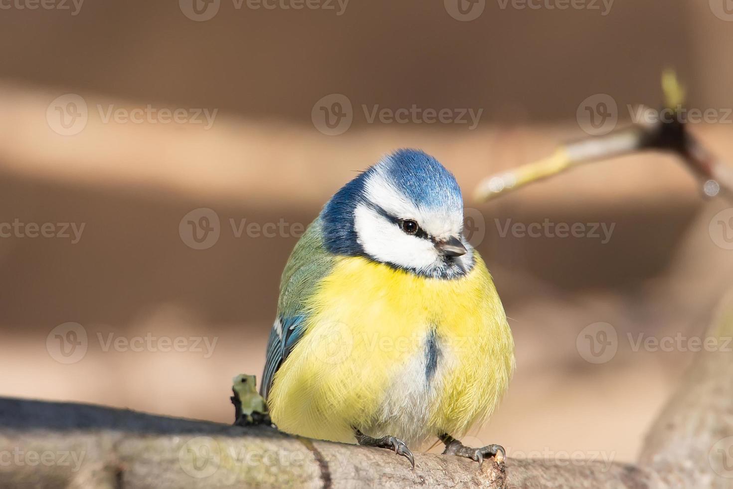 A blue tit Cyanistes caeruleus perched. photo