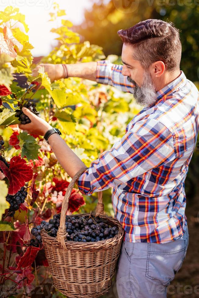 Vineyard Harvest concept photo