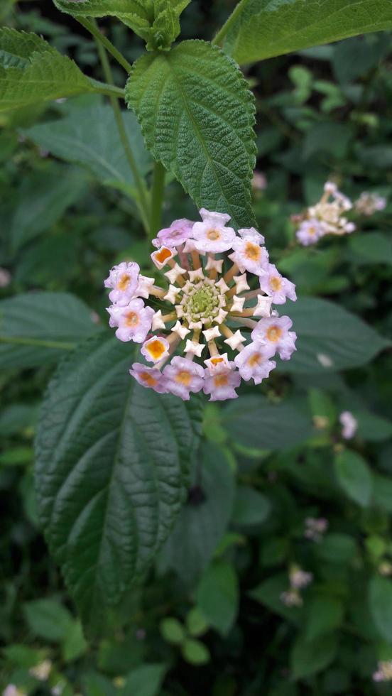 a flower in the garden photo