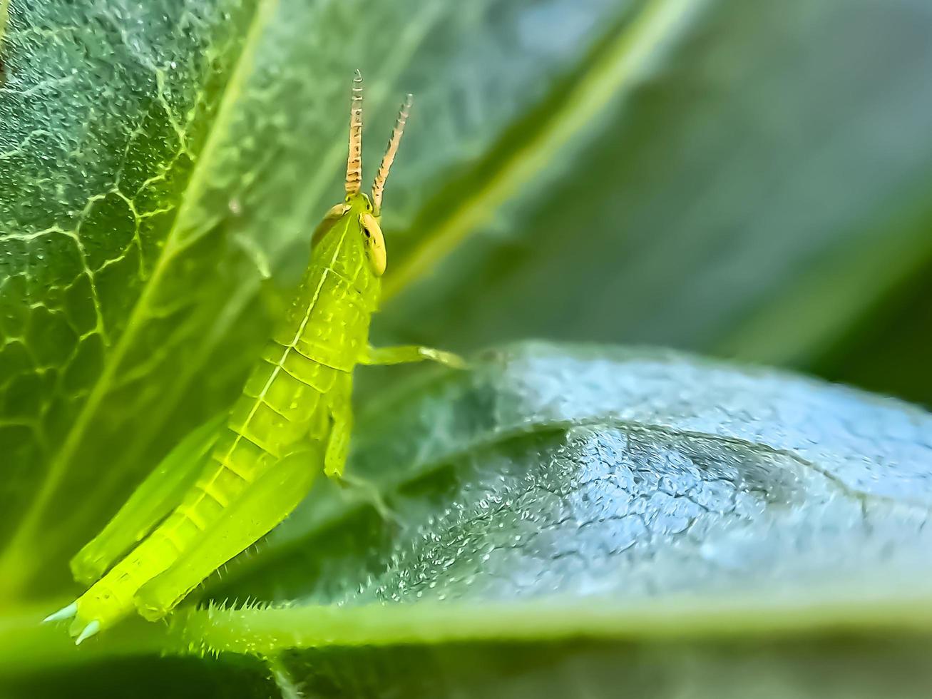 los saltamontes son un grupo de insectos pertenecientes al suborden caelifera encaramado foto