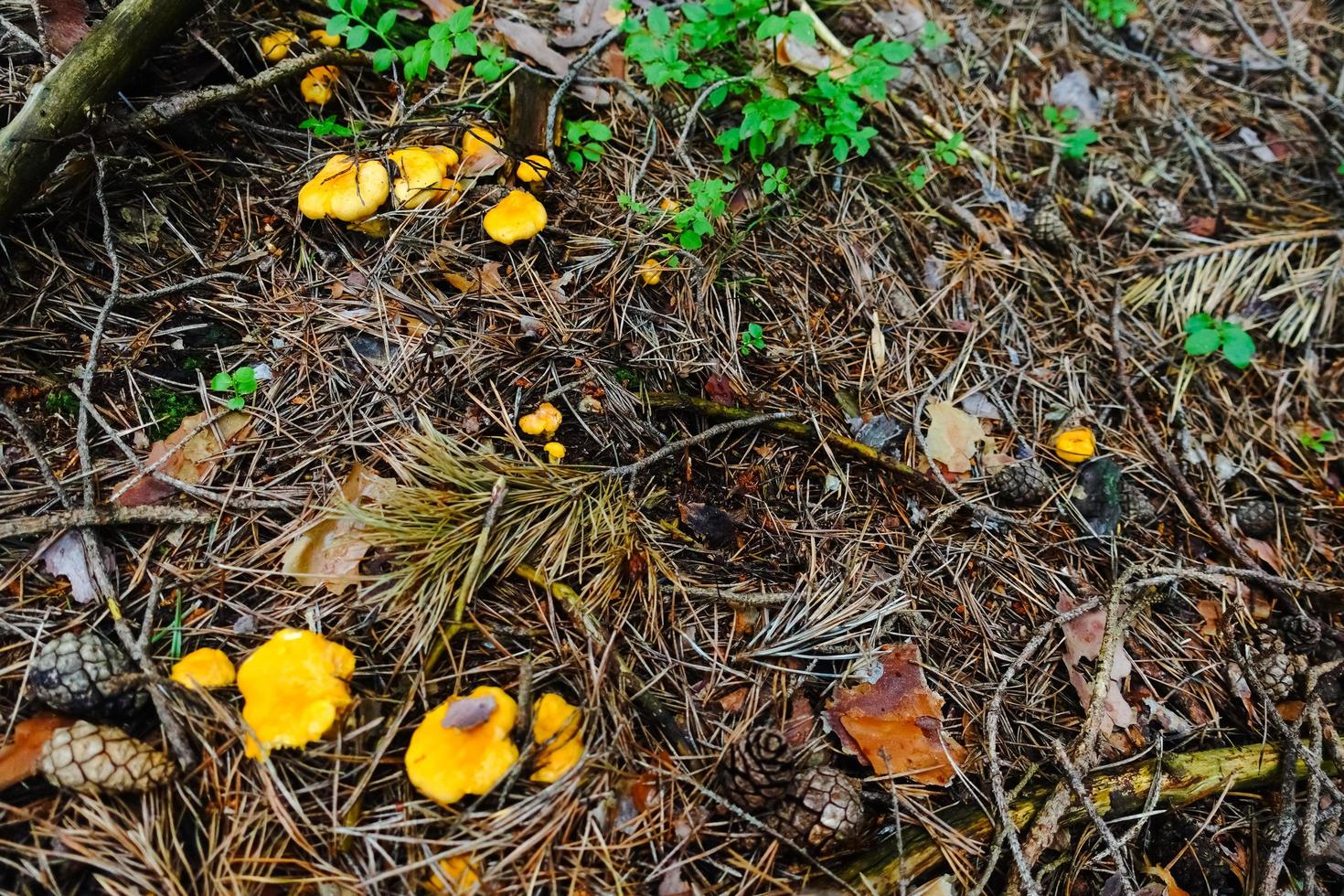 fresh yellow chanterelles in the forest floor with needles photo