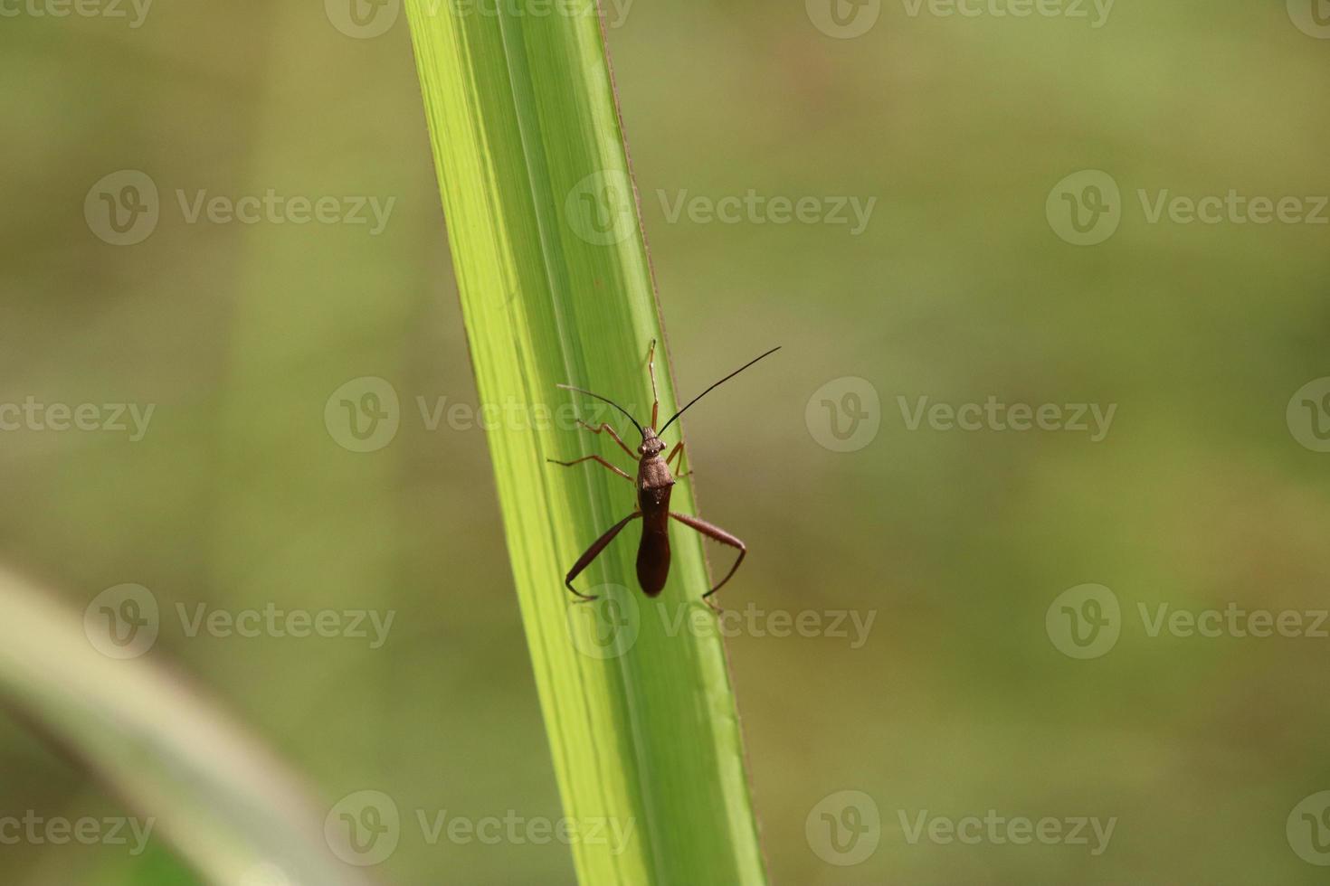 True Insect on a blade of grass photo