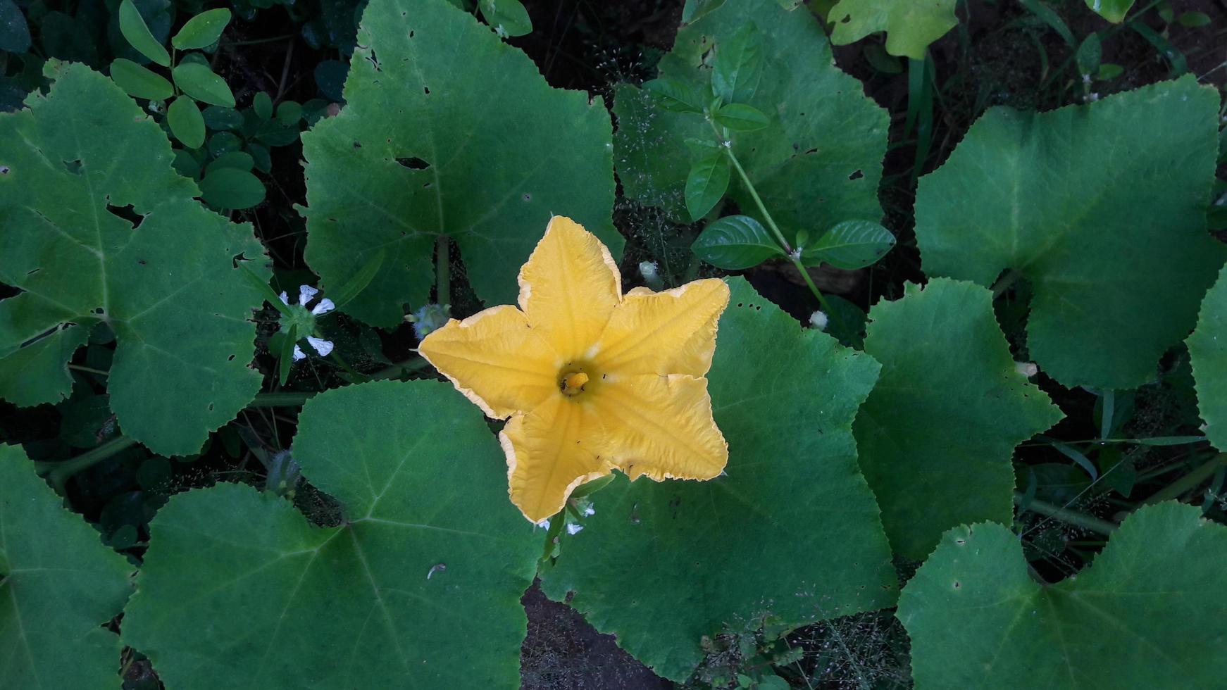 una flor de calabaza con fondo verde foto