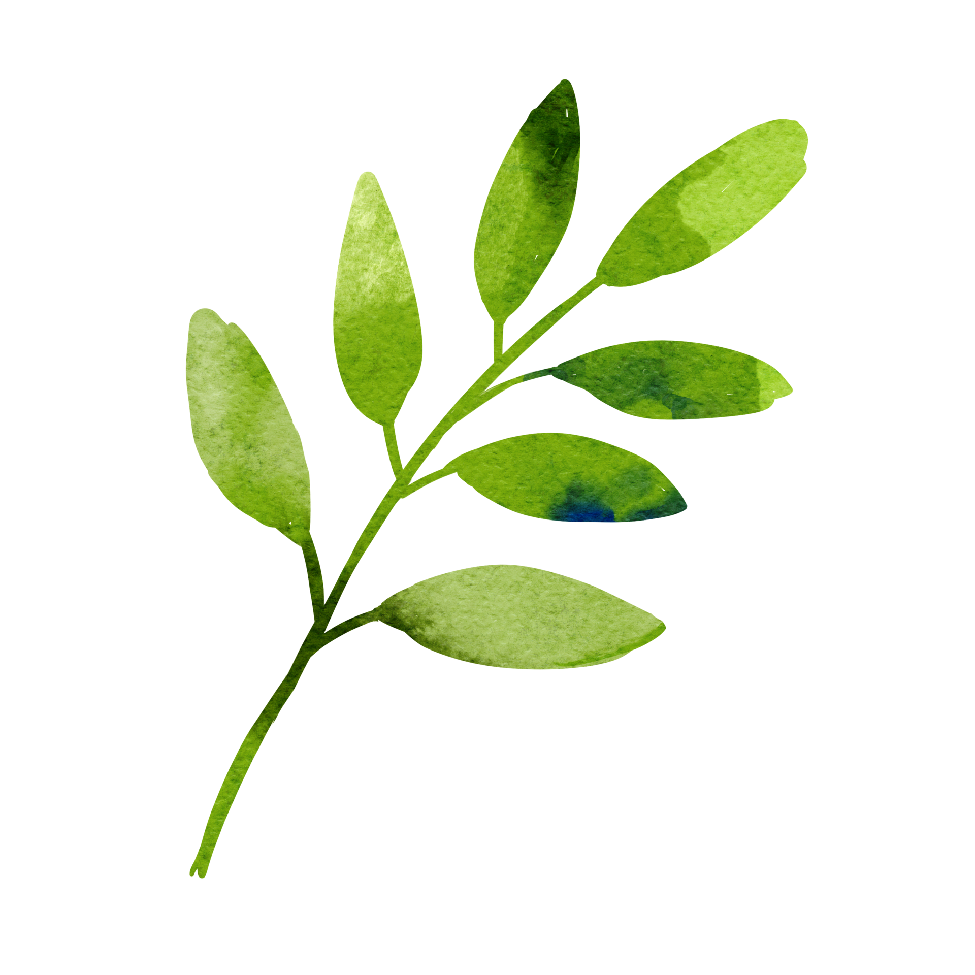 Free Leaf greenery and foliage watercolor 19640352 PNG with Transparent