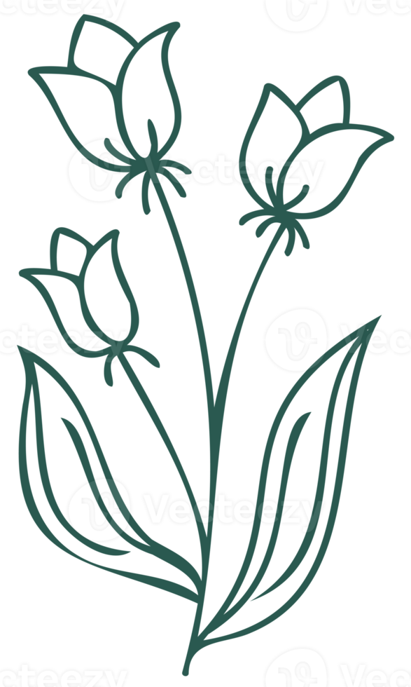 Floral line art linear botanical design element. Flower drawings with thin line. Collection of blooming hand drown flower, contour drawing. PNG with transparent background.