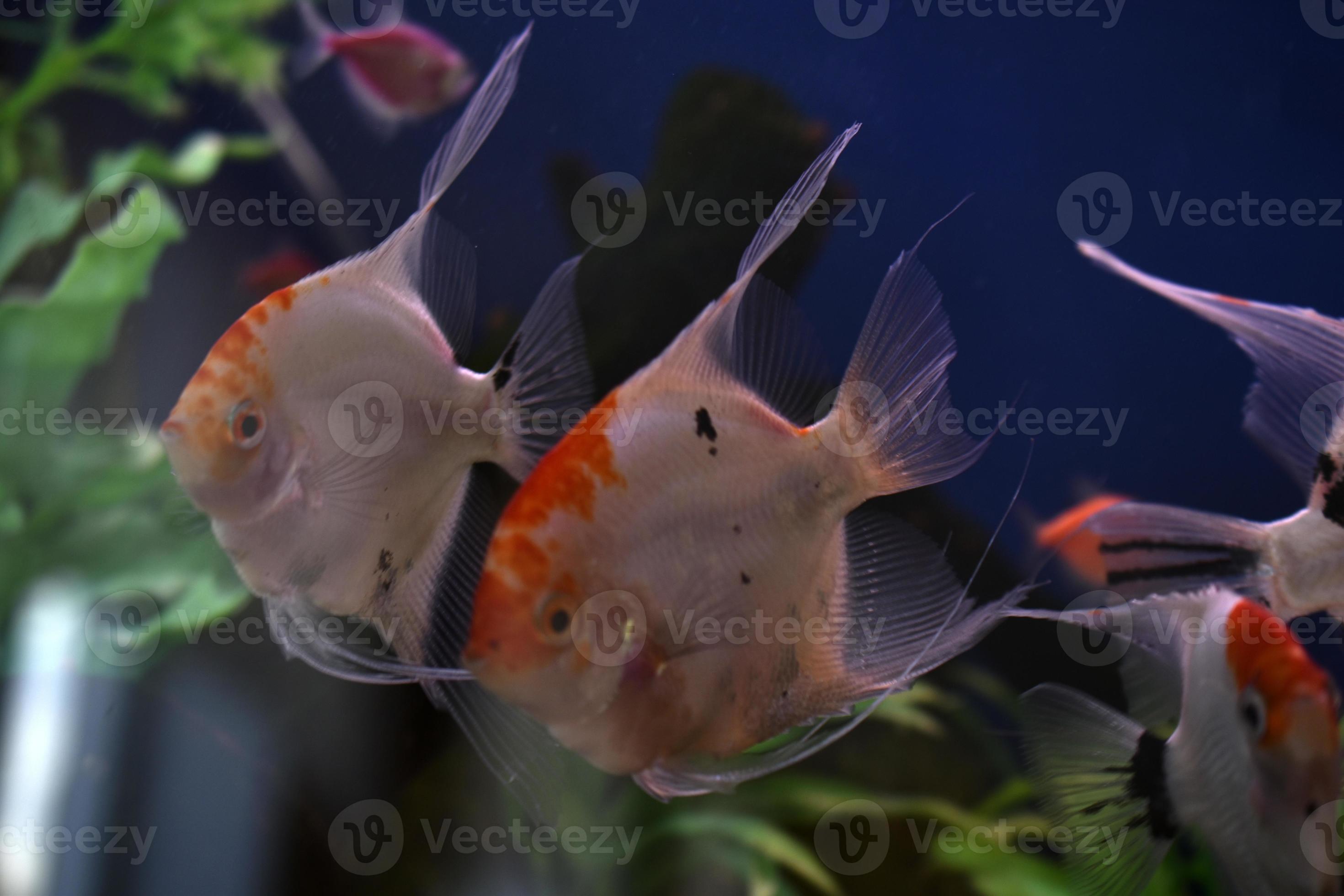 Beautiful aquarium fish Scalars in clear water with algae. A genus of ...