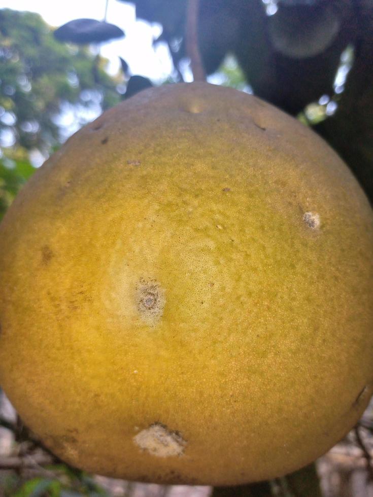 grapefruits sliced juicy natural photo
