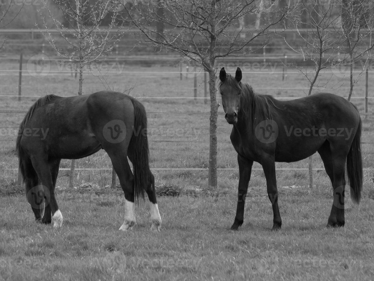 horses on a german meadow photo