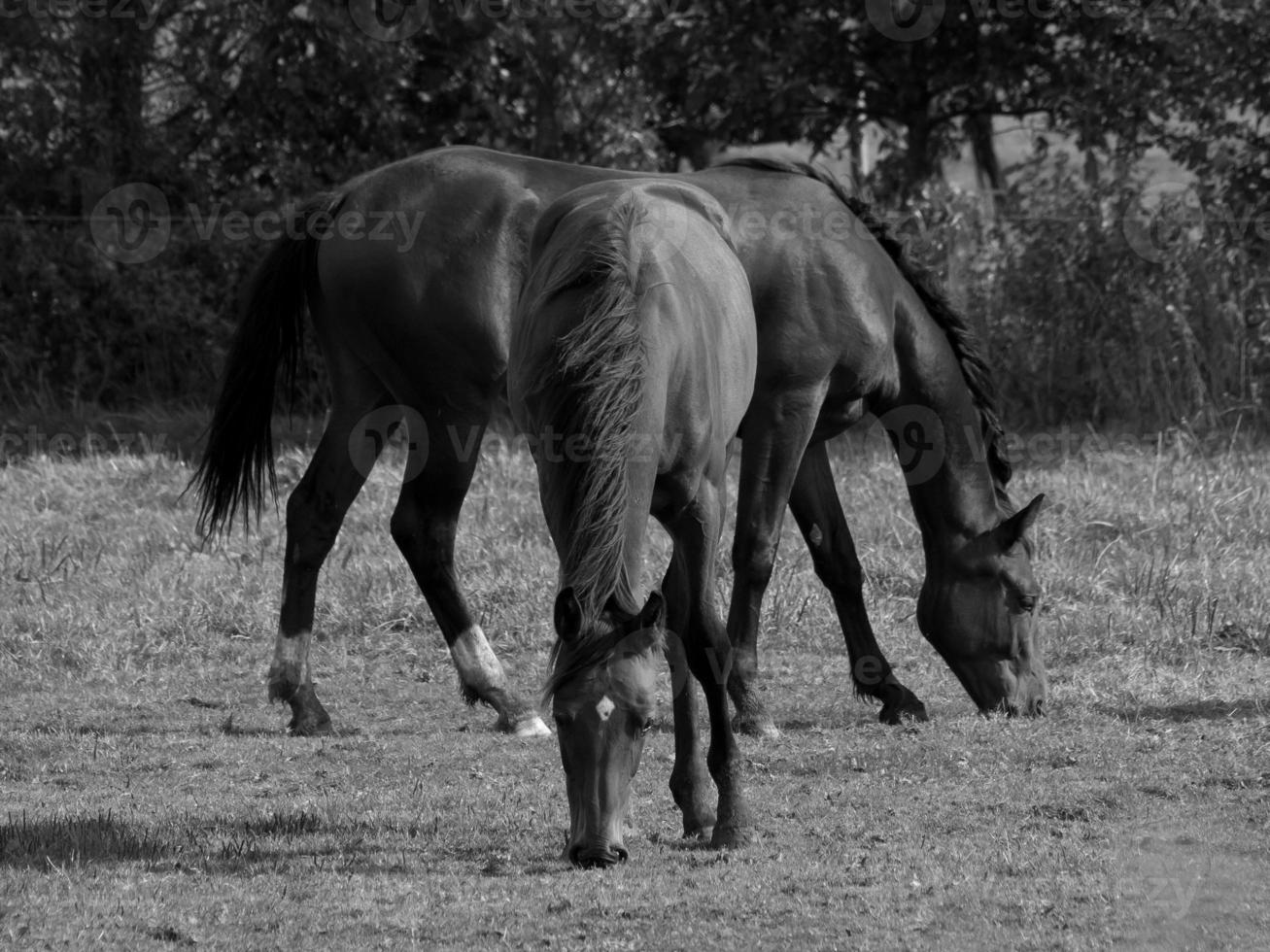 Horses on a german meadow photo