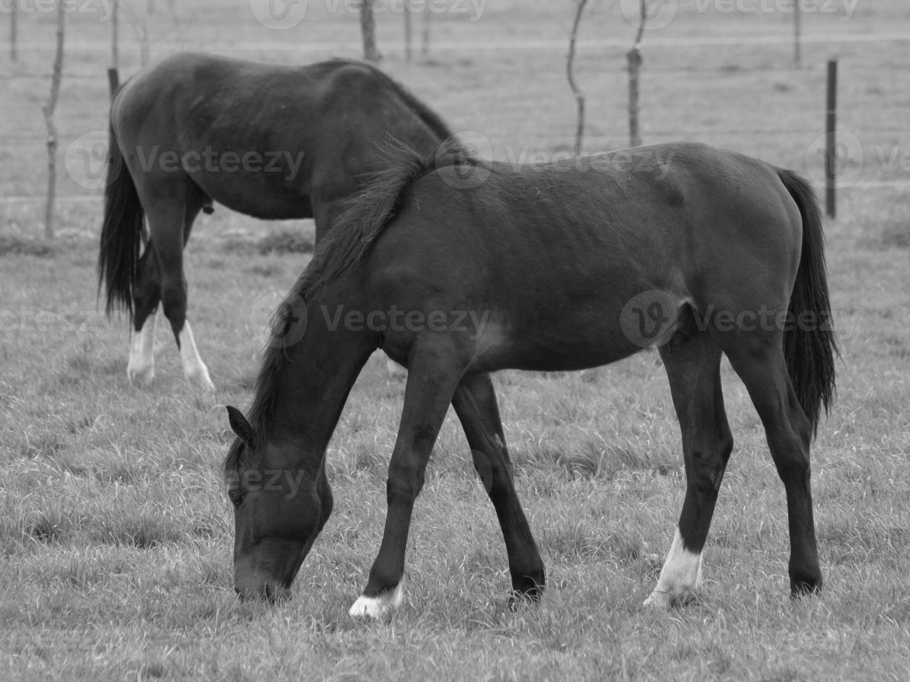 horses on a german meadow photo