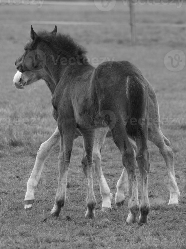 horses on a german meadow photo