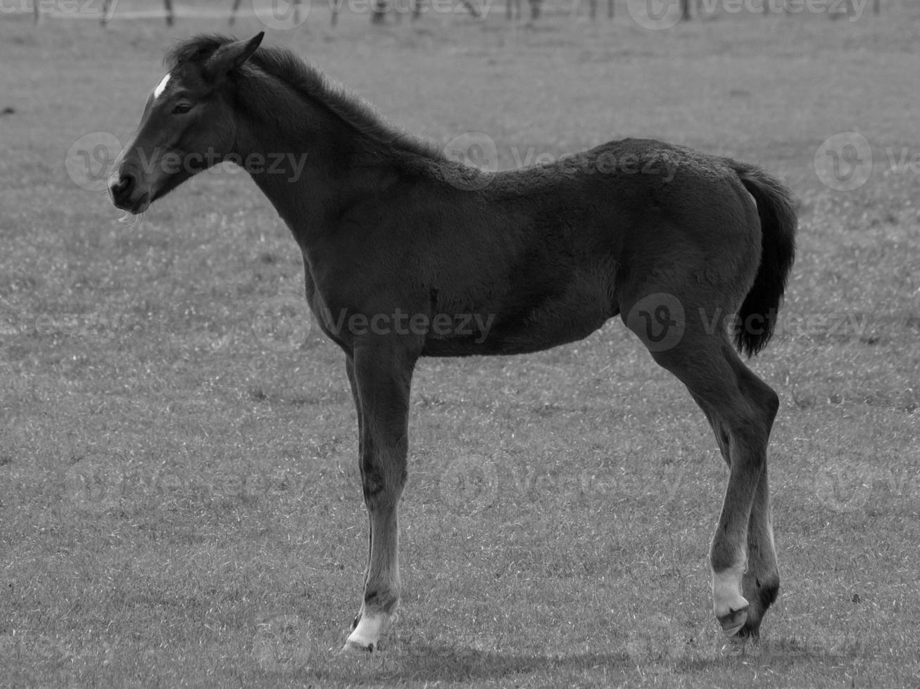 horses on a german meadow photo