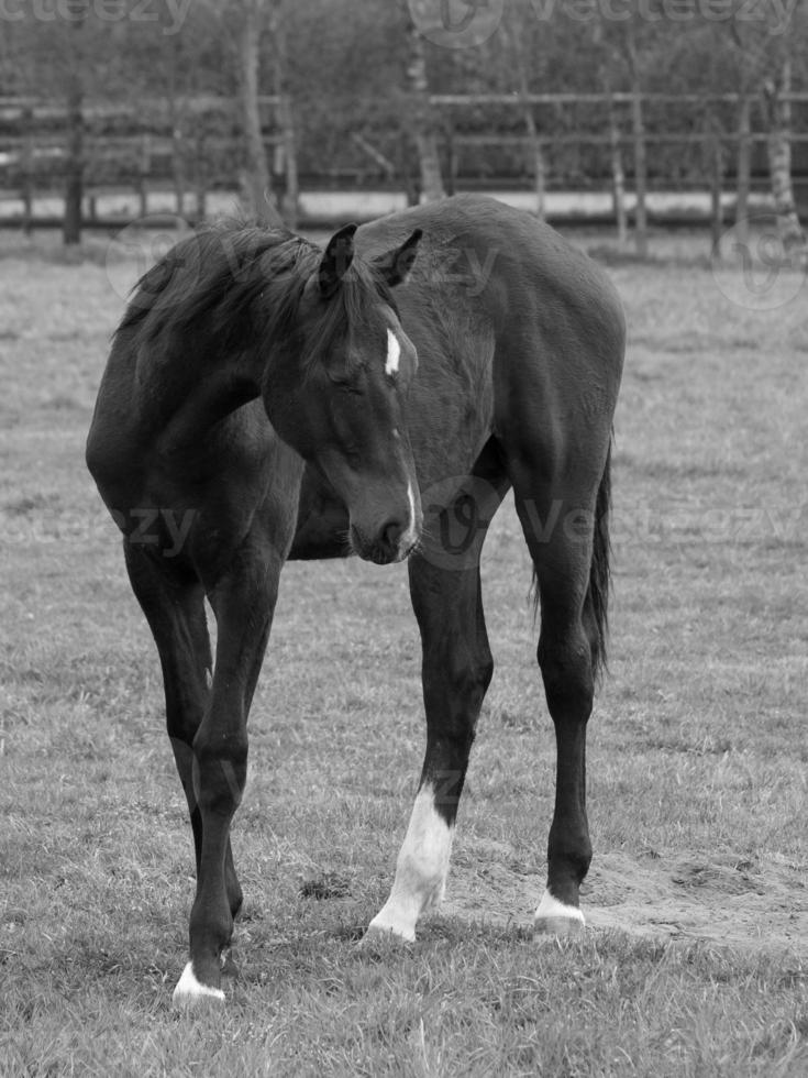 horses on a german meadow photo