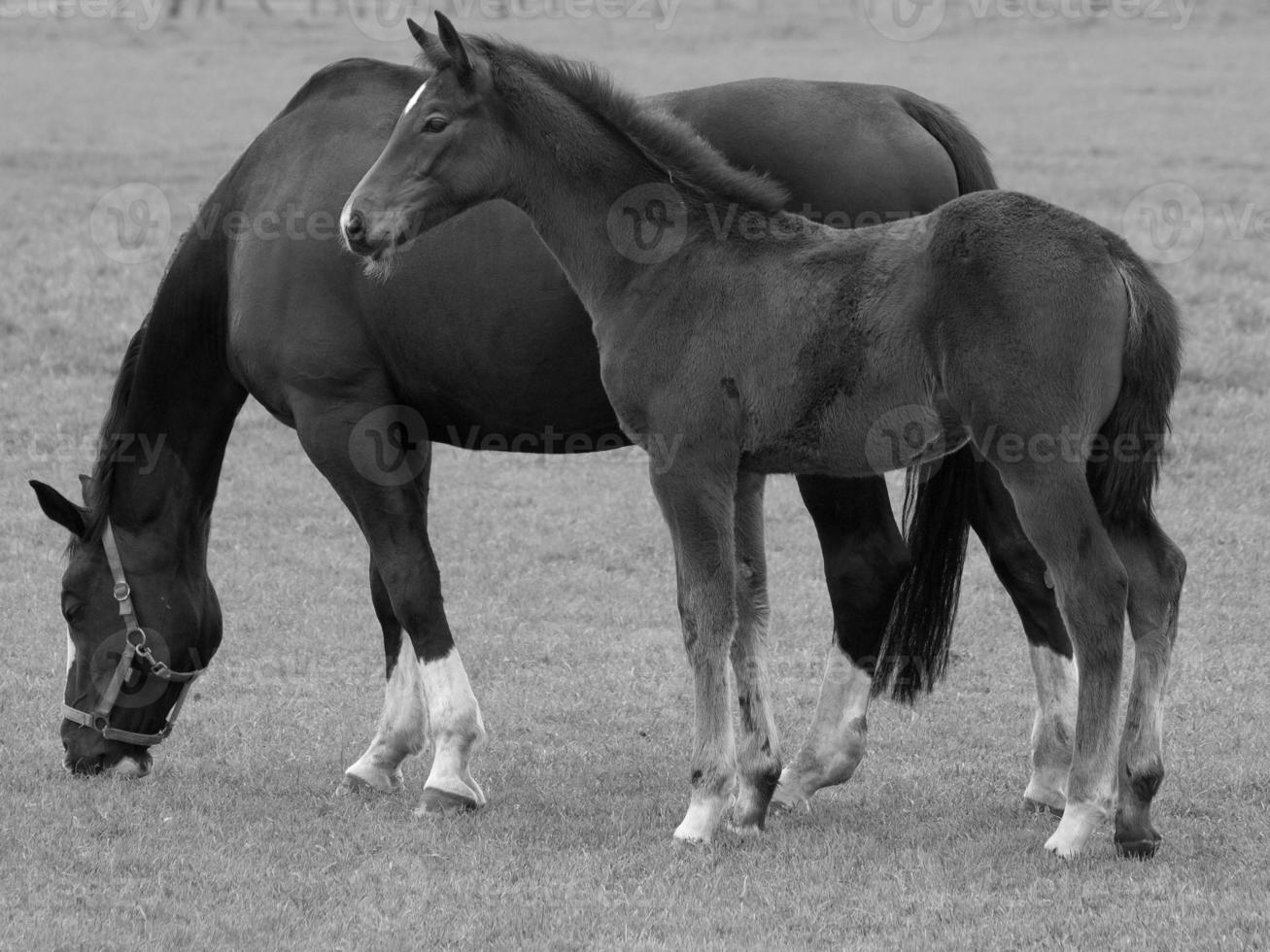 horses on a german meadow photo