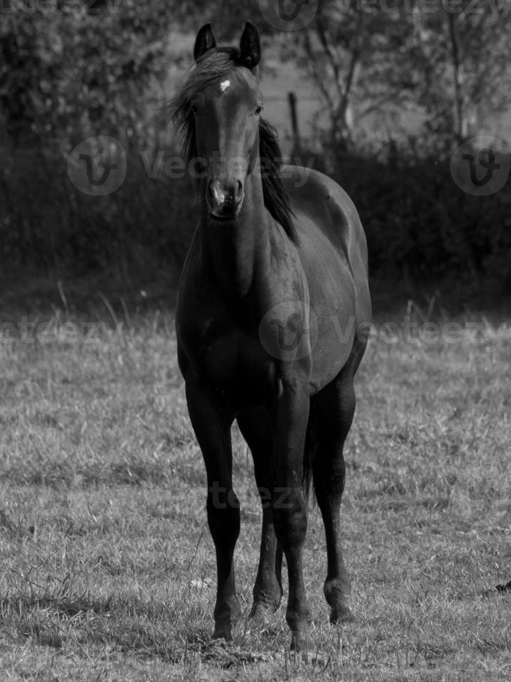 Horses on a german meadow photo