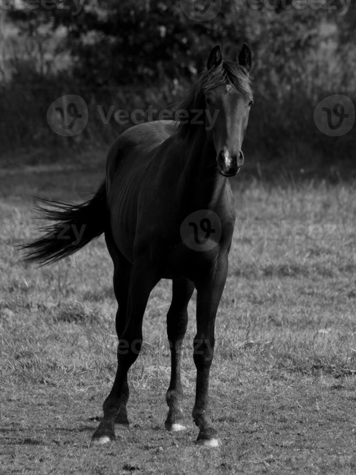 Horses on a german meadow photo