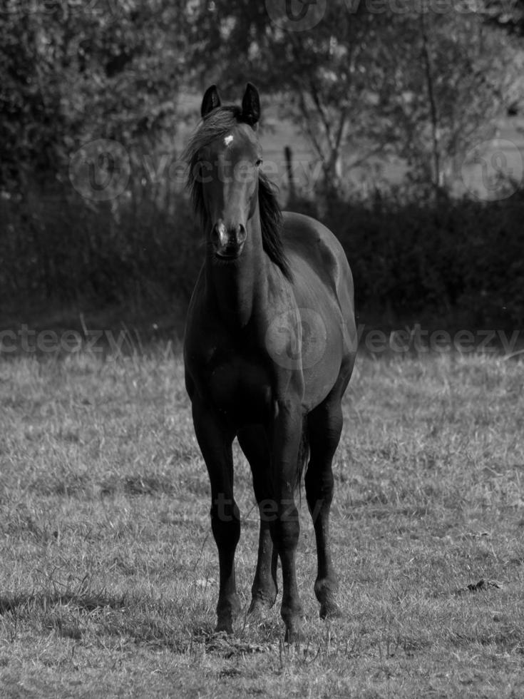 caballos en un prado alemán foto