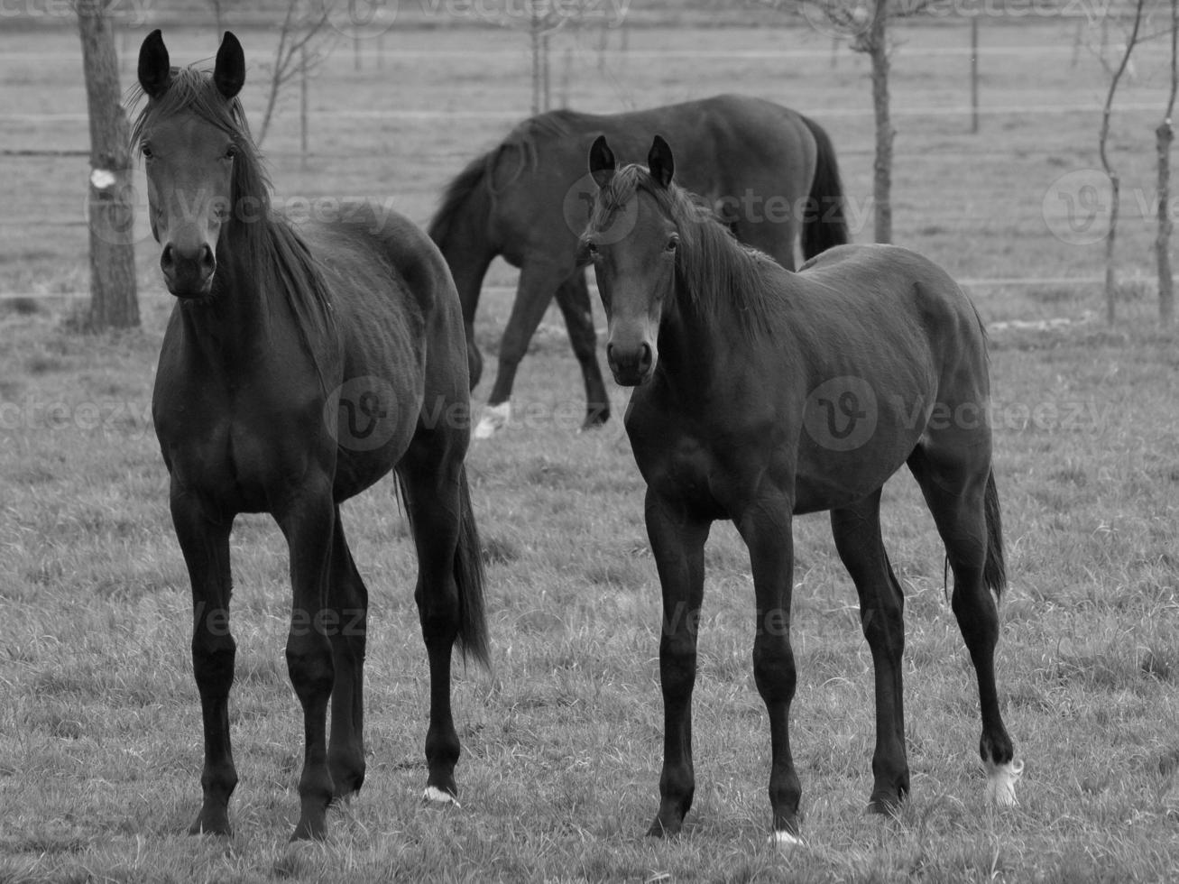 horses on a german meadow photo