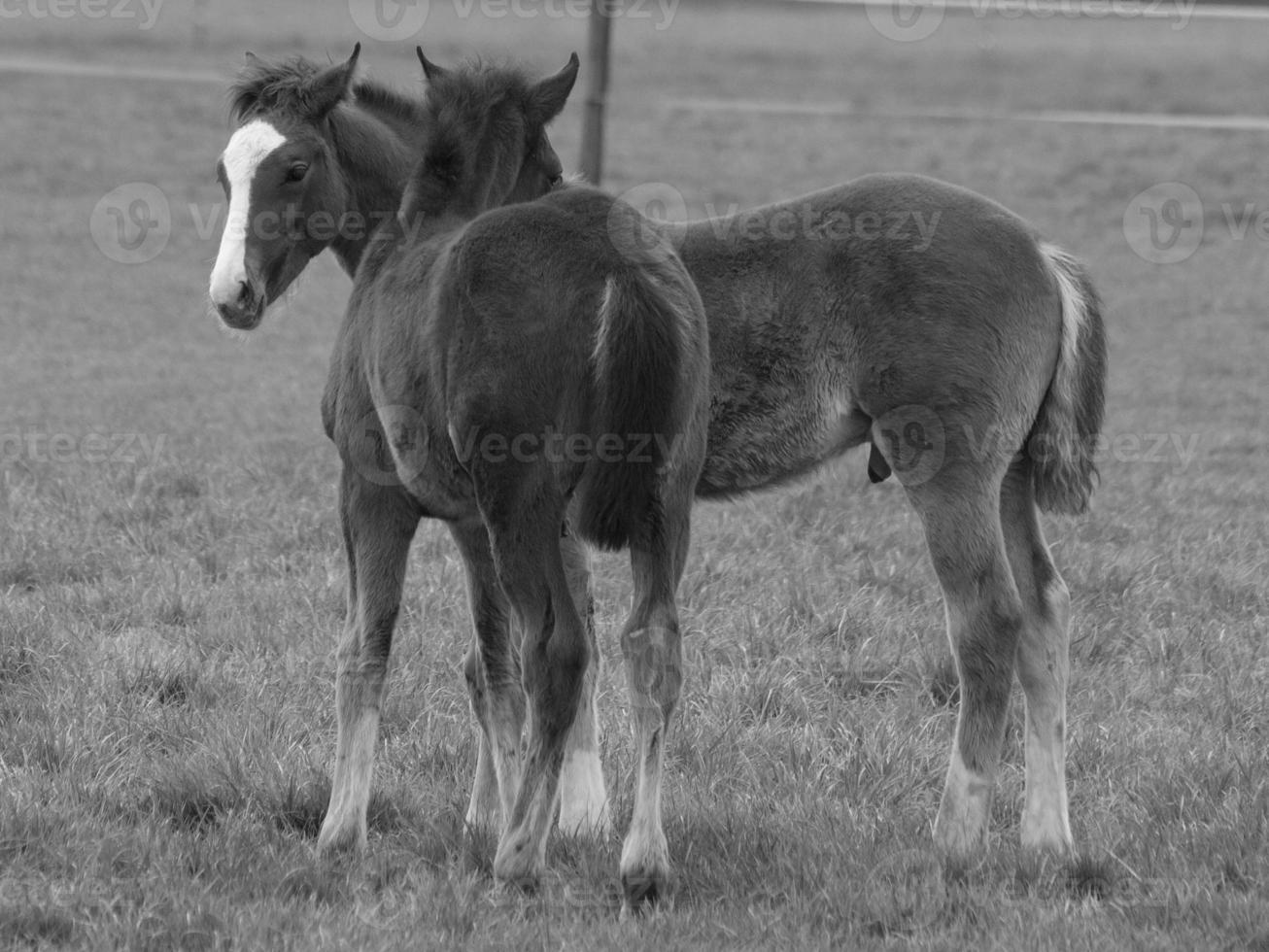 horses on a german meadow photo