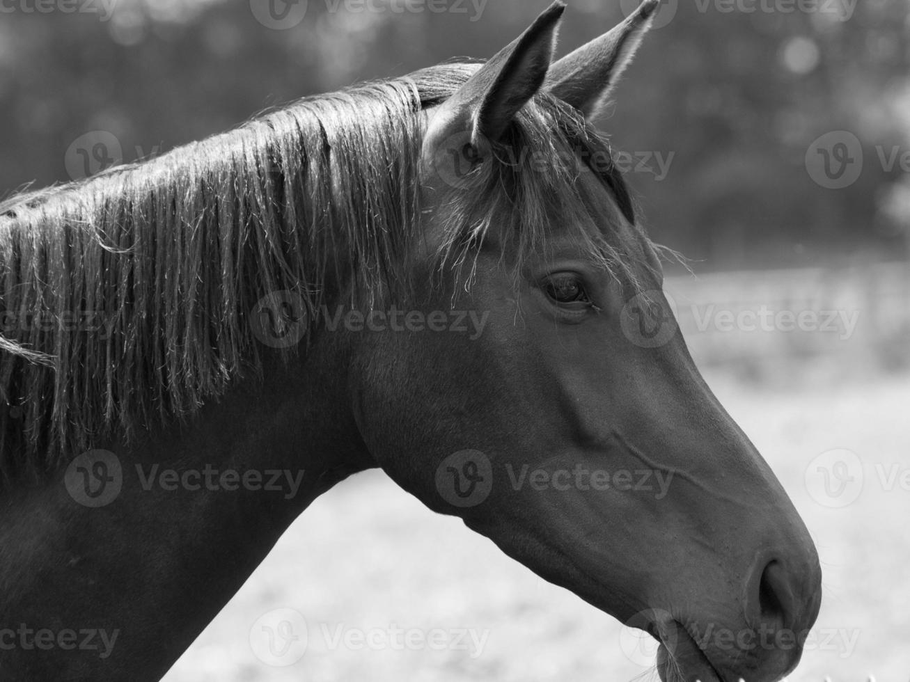 horses on a german meadow photo