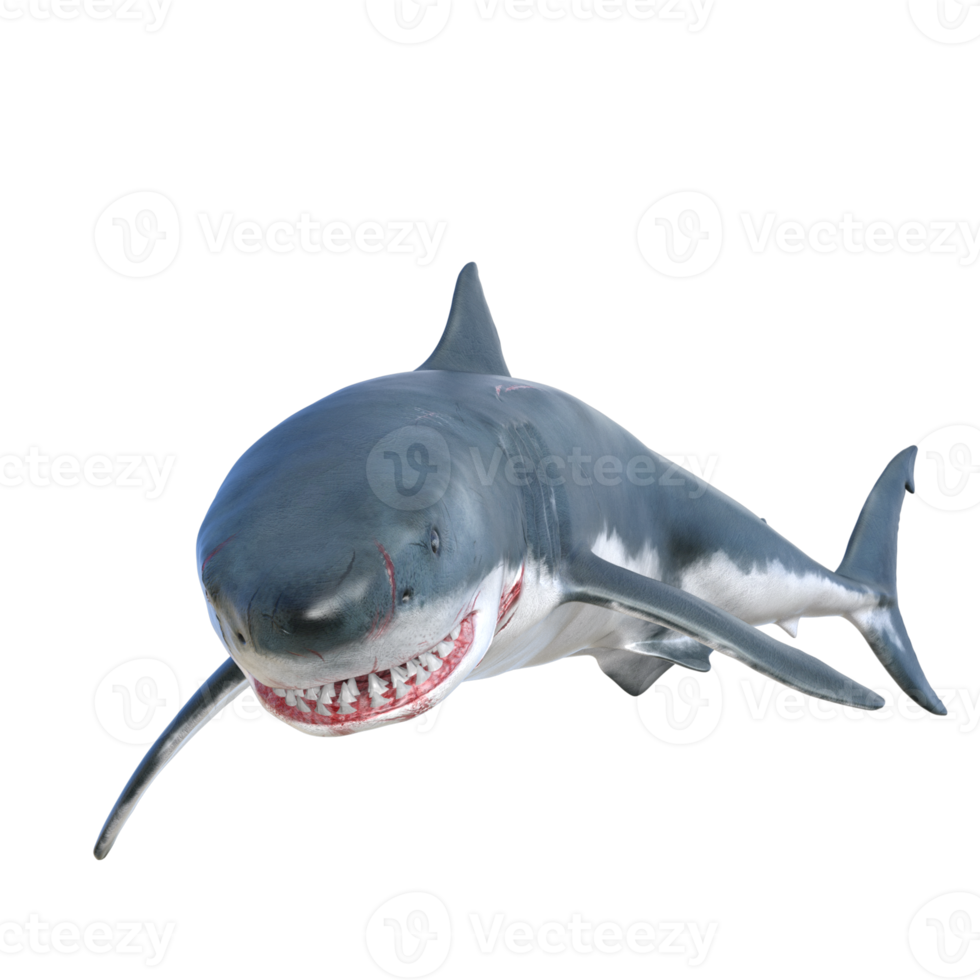 Shark predator isolated 3d render png