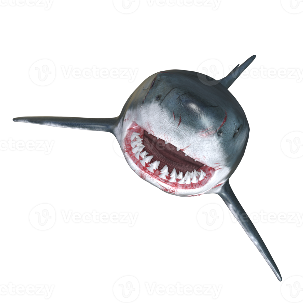 Shark predator isolated 3d render png