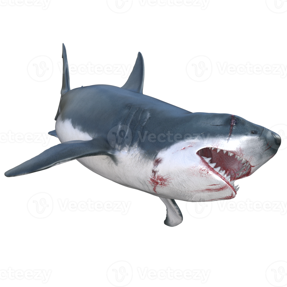 Shark predator isolated 3d render png