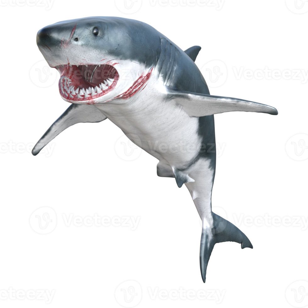 Shark predator isolated 3d render png