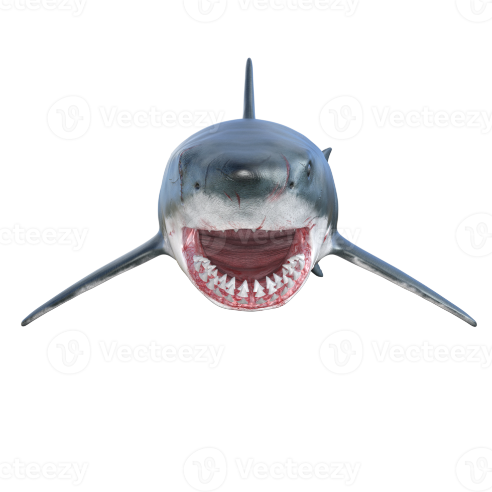 Shark predator isolated 3d render png