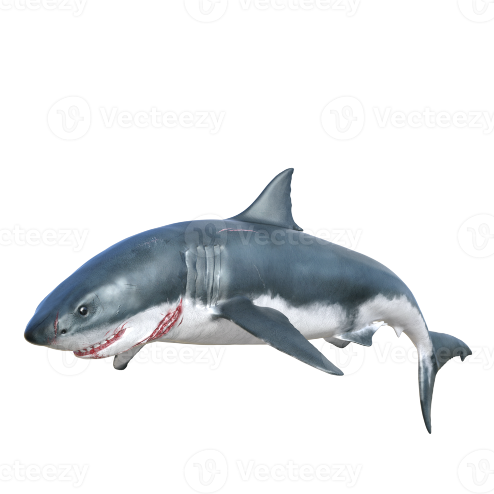 Shark predator isolated 3d render png