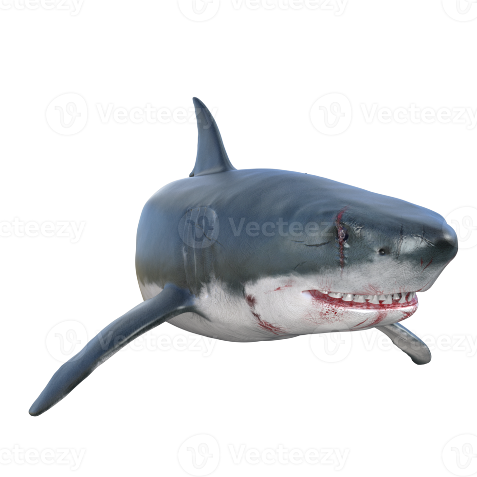 Shark predator isolated 3d render png