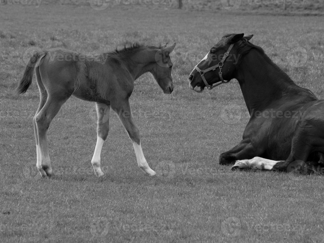 horses on a german meadow photo