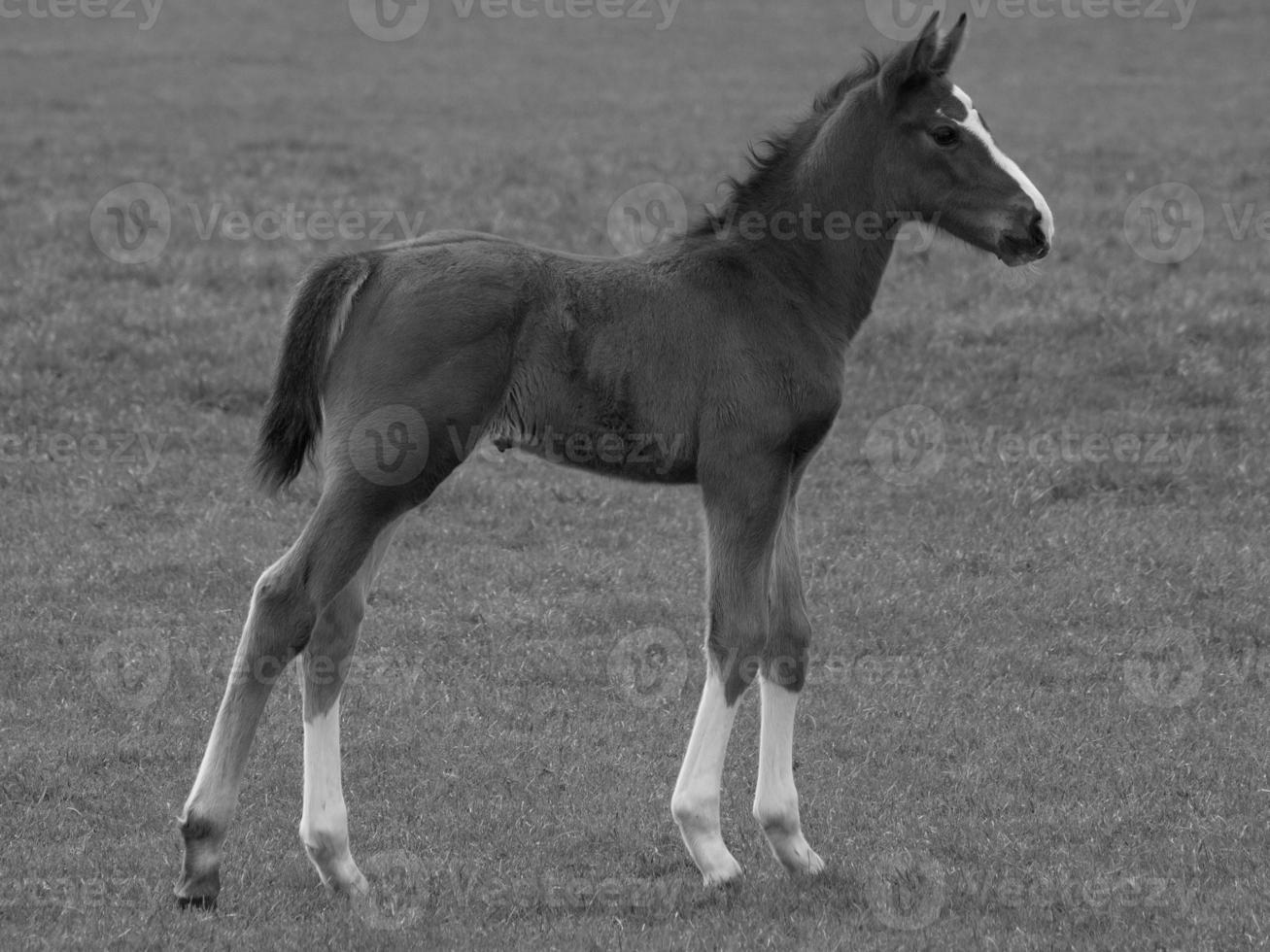 caballos en un prado alemán foto