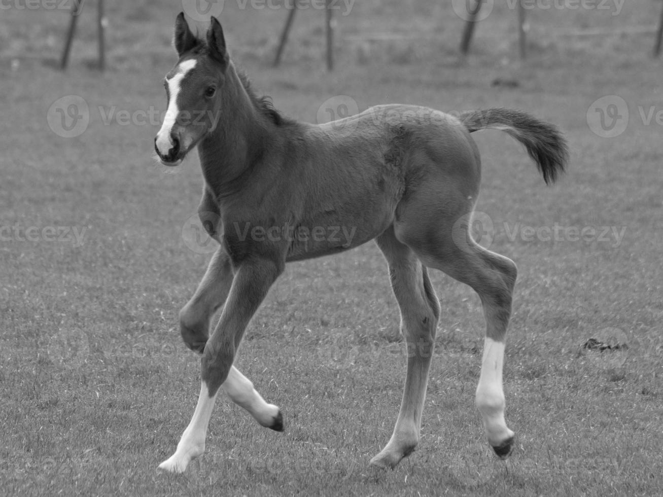 caballos en un prado alemán foto