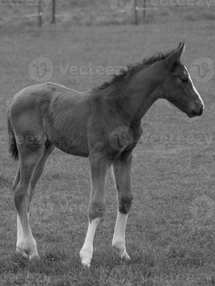 caballos en un prado alemán foto