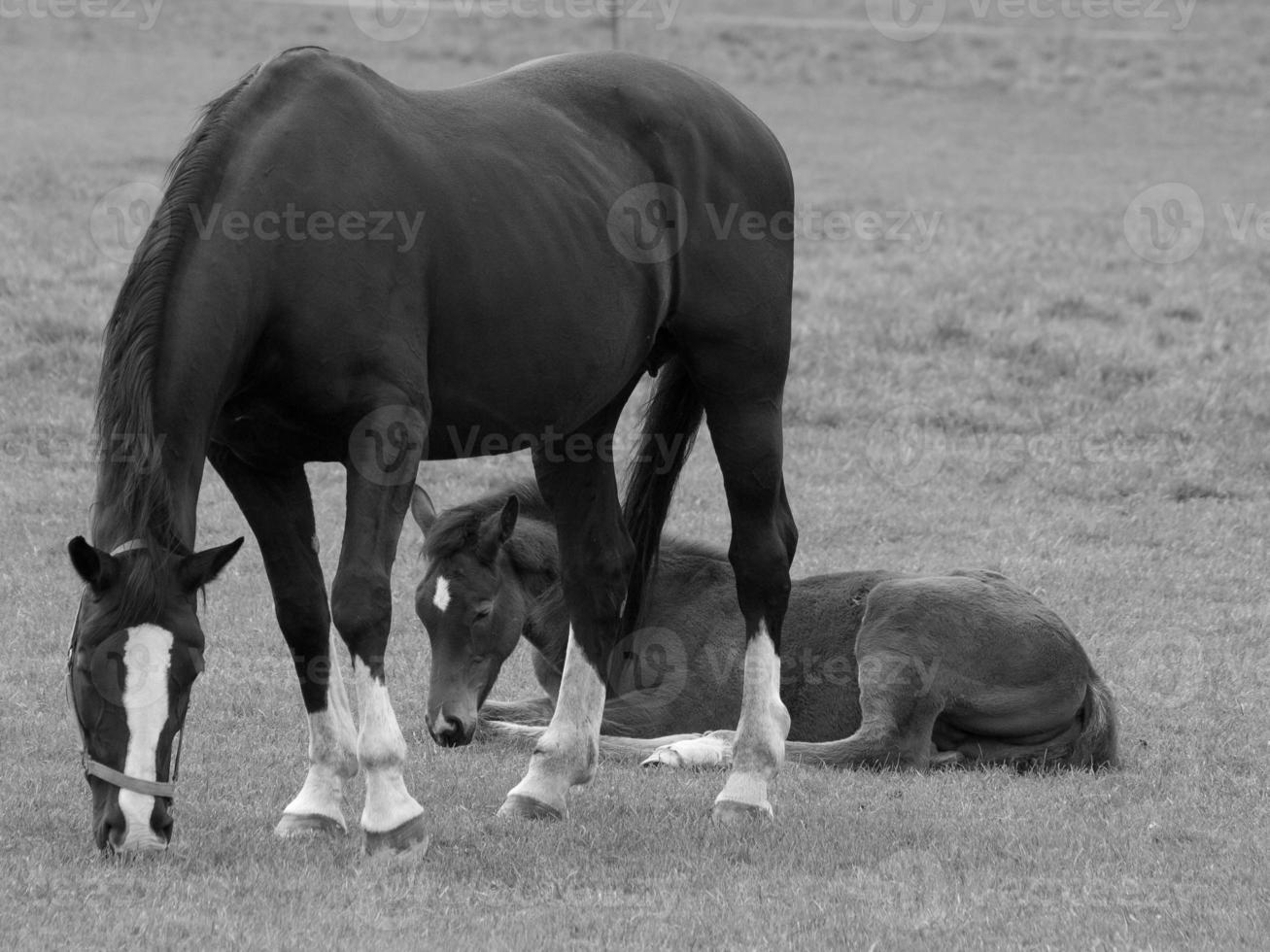 horses on a german meadow photo