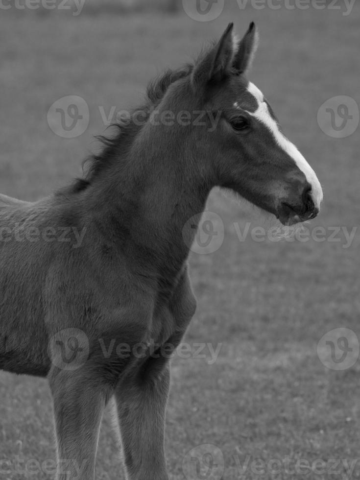 horses on a german meadow photo