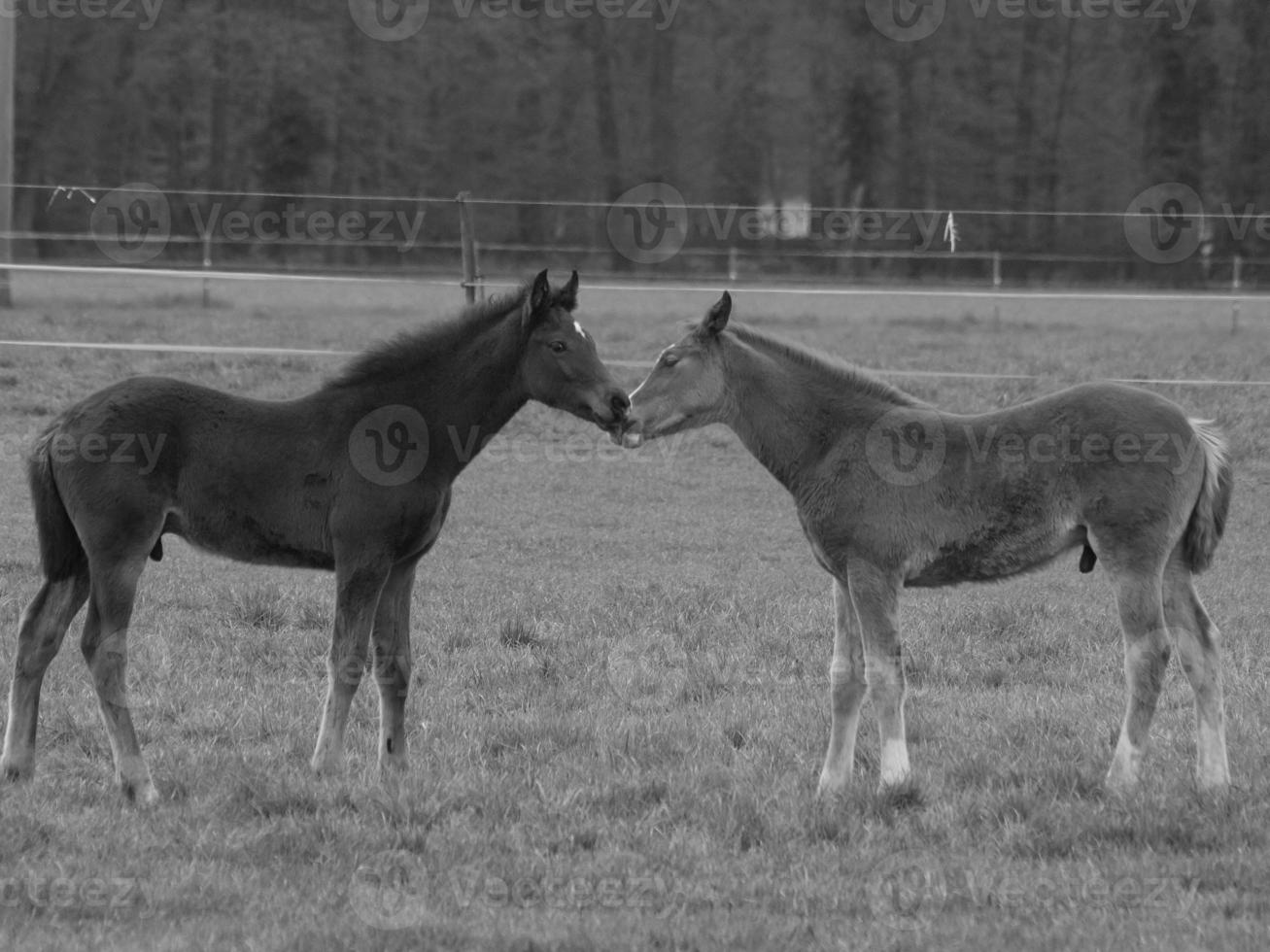 horses on a german meadow photo